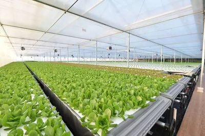 年產19茬蔬菜的工廠到底有多“恐怖”？全面揭秘京東植物工廠